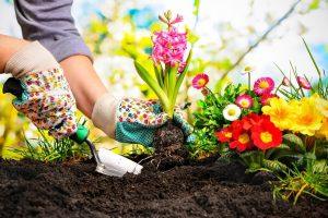 Read more about the article עיצוב הגינה באופן ייחודי
