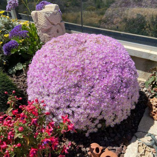 טלמון רב הפרחים - Drosanthemum floribundum