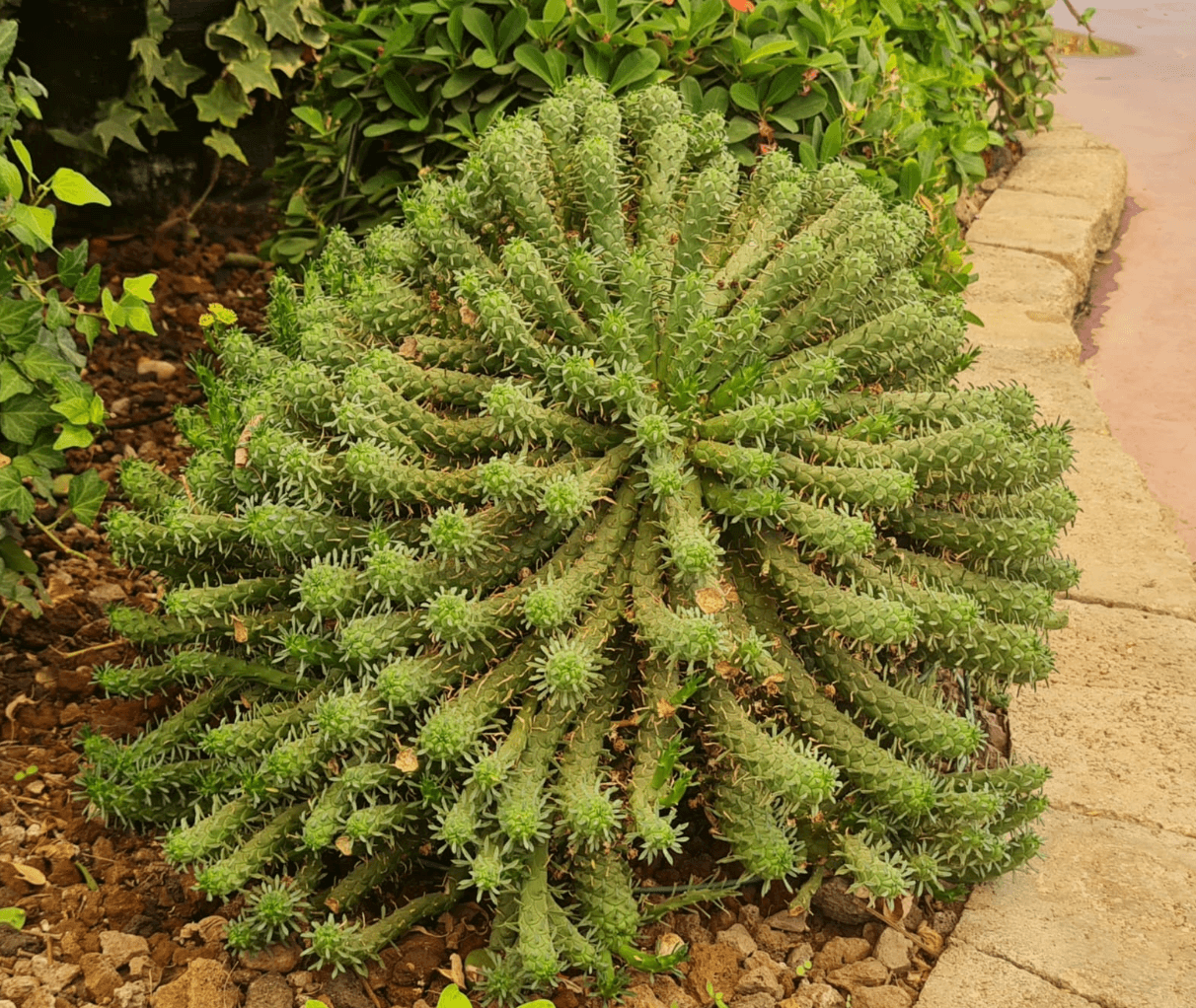 חלבלוב המדוזה - Euphorbia caput-medusae - איגלו גארדן