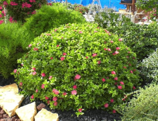 אפטניה לבובה - Aptenia cordifolia