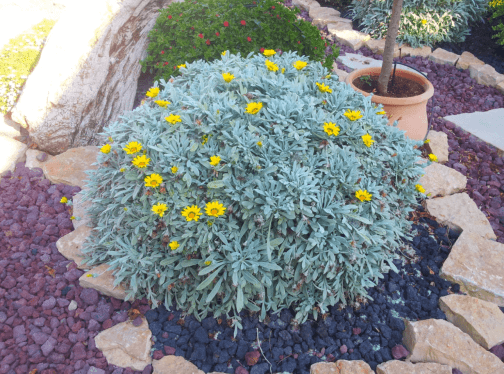 גזניה כסופה - Gazania rigens