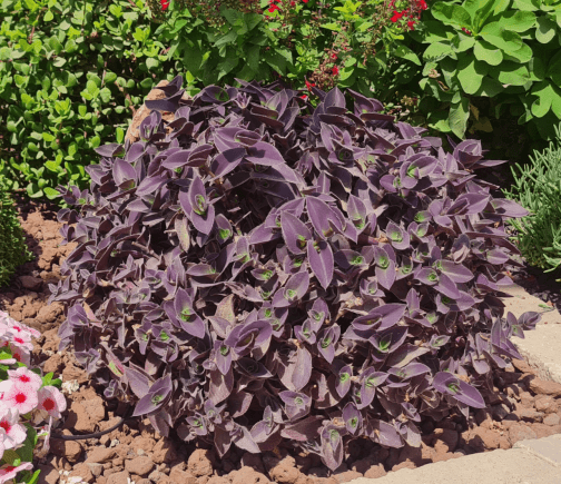 יהודי נודד סגול - Tradescantia pallida Purpurea