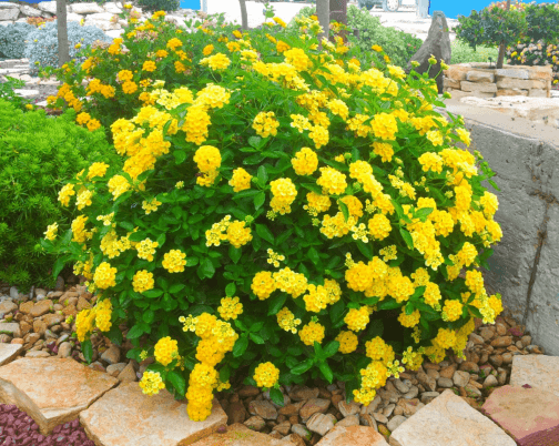 לנטנה מעודנת - Lantana camara