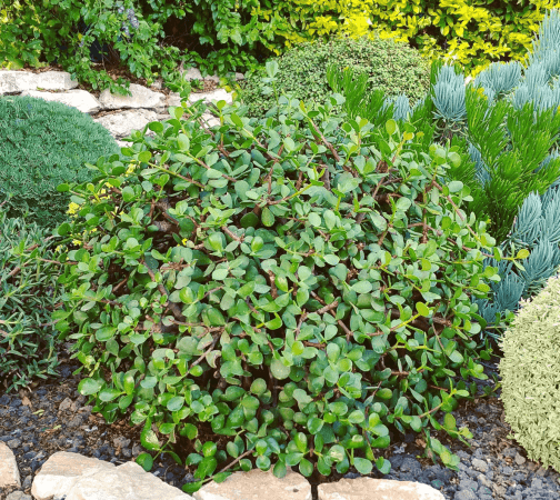 רגלנית אפריקנית גוליבר - Portulacaria afra