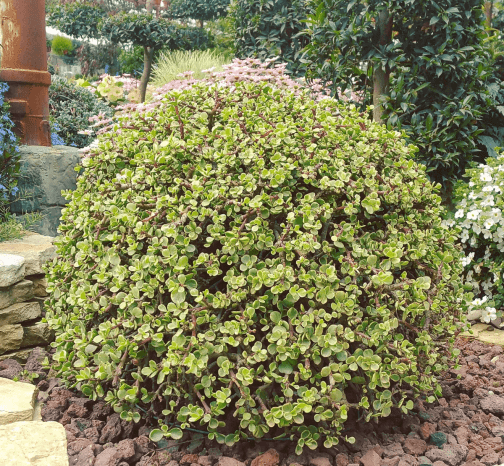 רגלנית אפריקנית מגוונת - Portulacaria afra